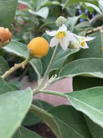 Óriáspadlizsán - Krumplifa, Solanum erianthum, padlizsán